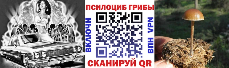что такое   Змеиногорск  Псилоцибиновые грибы GOLDEN TEACHER 